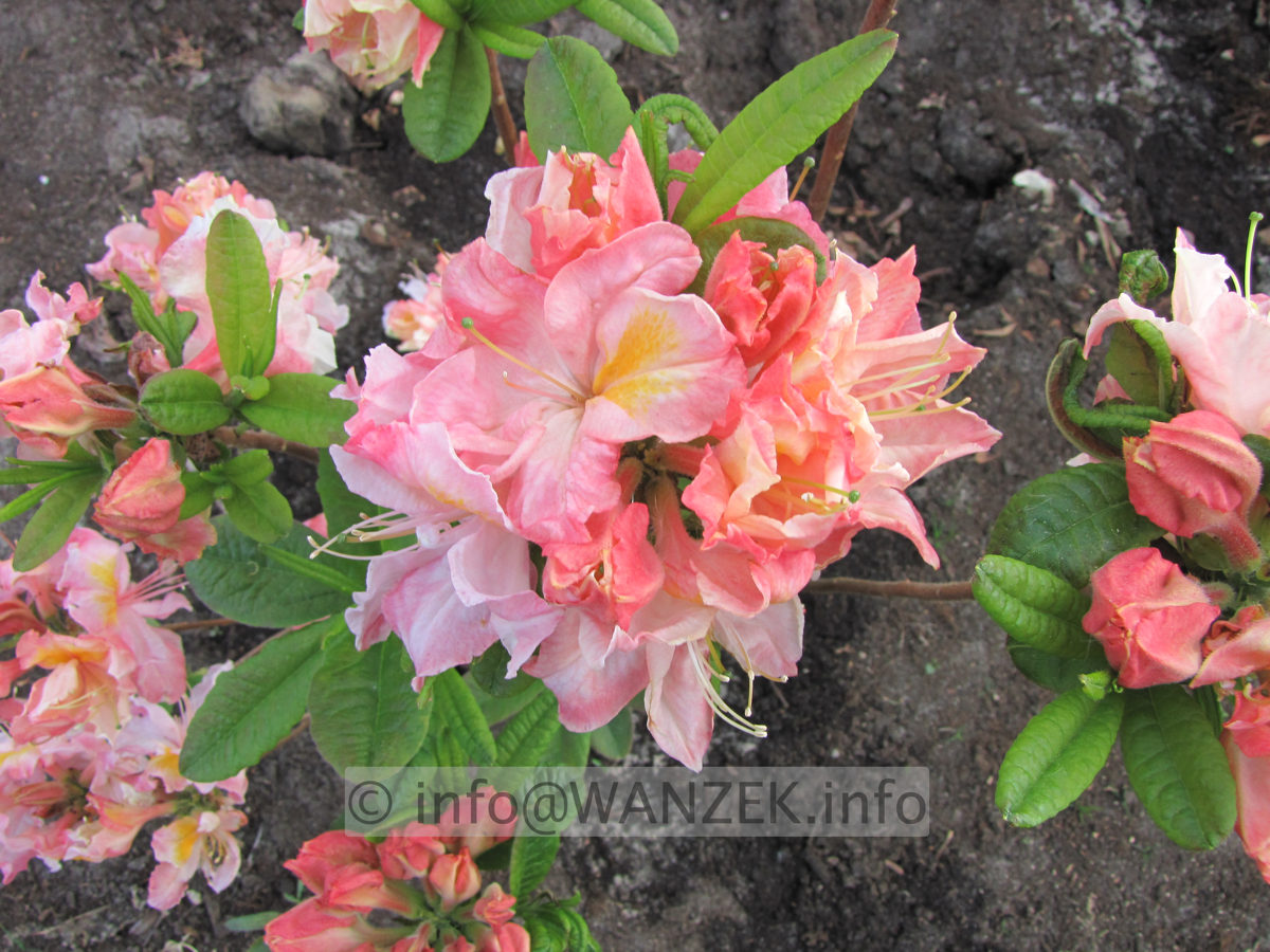 Azalea knaphill Raimunde.JPG
